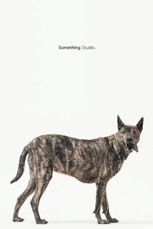 SOMETHINGSTUDIO,三牲工作室,三牲,中途攝影,寵物寫真,寵物攝影,寵物肖像,毛孩,毛孩寫真,汪星人,狗,米克斯,領養不棄養,領養代替購買