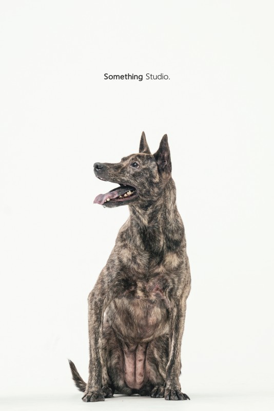SOMETHINGSTUDIO,三牲工作室,三牲,中途攝影,寵物寫真,寵物攝影,寵物肖像,毛孩,毛孩寫真,汪星人,狗,米克斯,領養不棄養,領養代替購買