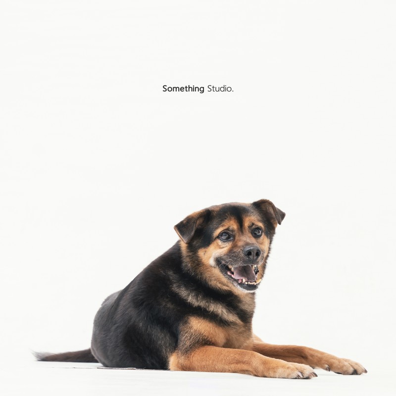 SOMETHINGSTUDIO,三牲工作室,三牲,中途攝影,寵物寫真,寵物攝影,寵物肖像,毛孩,毛孩寫真,汪星人,領養不棄養,領養代替購買,tamedfox,台灣巴克