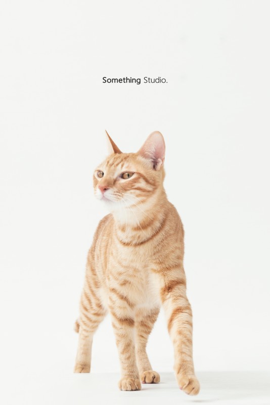 SOMETHINGSTUDIO,三牲工作室,三牲,中途攝影,寵物寫真,寵物攝影,寵物肖像,毛孩,毛孩寫真,喵星人,貓奴,貓,領養不棄養,領養代替購買