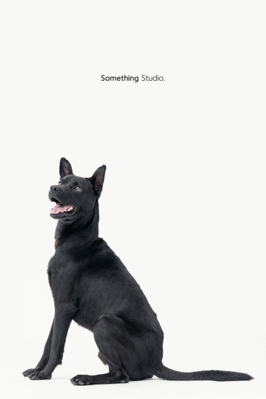SOMETHINGSTUDIO,三牲工作室,三牲,中途攝影,寵物寫真,寵物攝影,寵物肖像,毛孩,毛孩寫真,汪星人,領養不棄養,領養代替購買