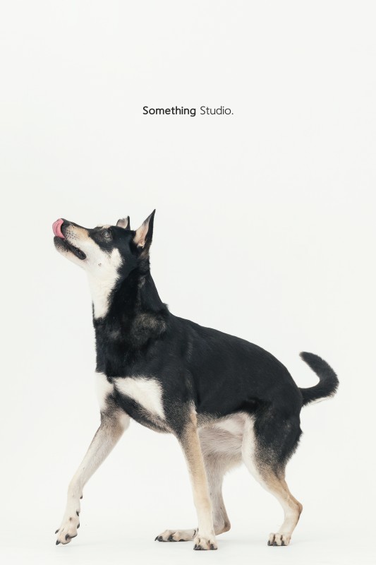 SOMETHINGSTUDIO,三牲工作室,三牲,中途攝影,寵物寫真,寵物攝影,寵物肖像,毛孩,毛孩寫真,汪星人,狗,米克斯,領養不棄養,領養代替購買