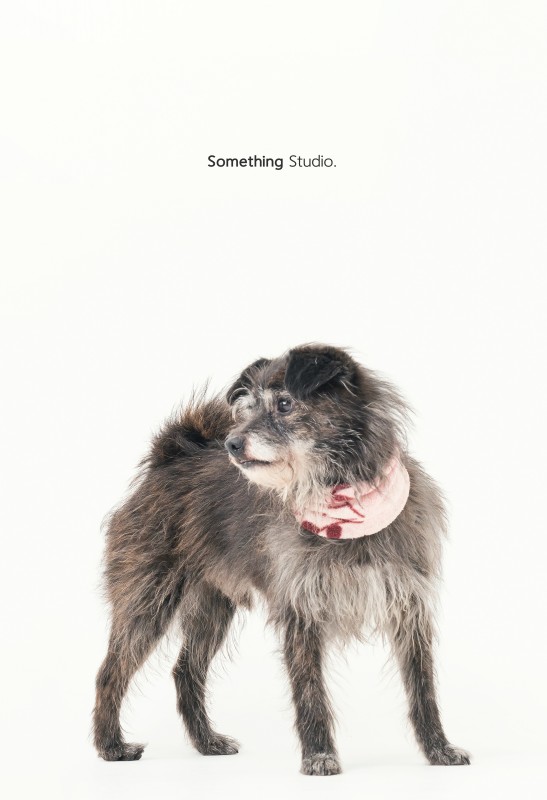 SOMETHINGSTUDIO,三牲工作室,三牲,中途攝影,寵物寫真,寵物攝影,寵物肖像,毛孩,毛孩寫真,喵星人,貓奴,貓,領養不棄養,領養代替購買
