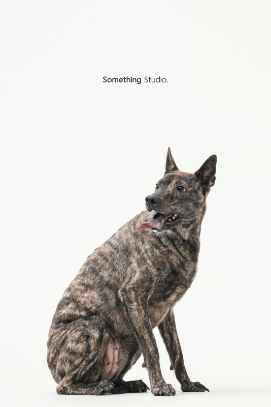 SOMETHINGSTUDIO,三牲工作室,三牲,中途攝影,寵物寫真,寵物攝影,寵物肖像,毛孩,毛孩寫真,汪星人,狗,米克斯,領養不棄養,領養代替購買