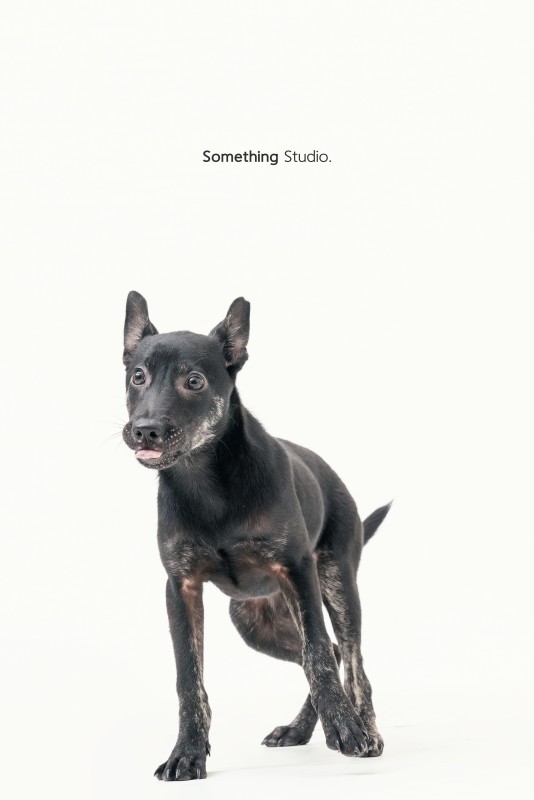 SOMETHINGSTUDIO,三牲工作室,三牲,中途攝影,寵物寫真,寵物攝影,寵物肖像,毛孩,毛孩寫真,汪星人,領養不棄養,領養代替購買