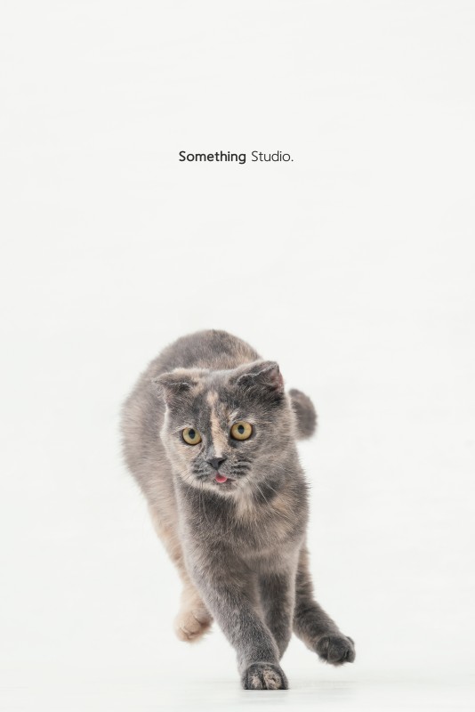 SOMETHINGSTUDIO,三牲工作室,三牲,中途攝影,寵物寫真,寵物攝影,寵物肖像,毛孩,毛孩寫真,喵星人,貓奴,貓,領養不棄養,領養代替購買