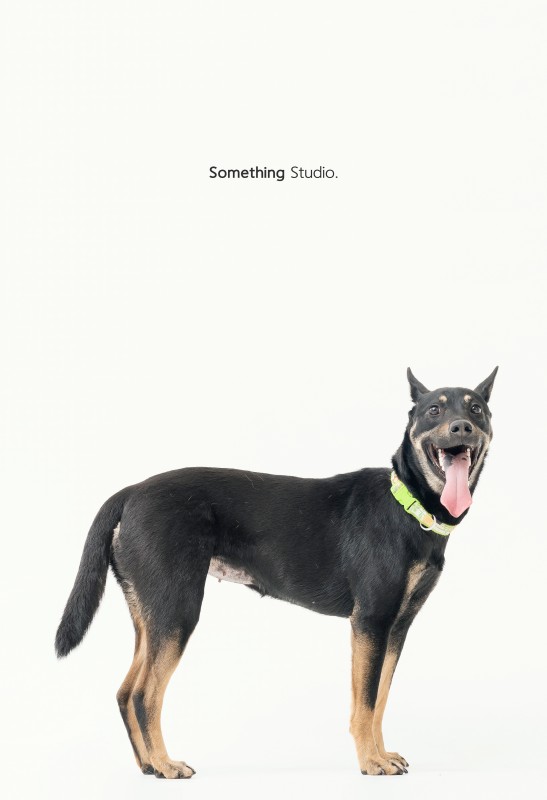 SOMETHINGSTUDIO,三牲工作室,三牲,中途攝影,寵物寫真,寵物攝影,寵物肖像,毛孩,毛孩寫真,汪星人,狗,米克斯,領養不棄養,領養代替購買