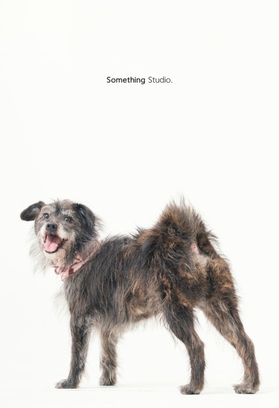 SOMETHINGSTUDIO,三牲工作室,三牲,中途攝影,寵物寫真,寵物攝影,寵物肖像,毛孩,毛孩寫真,喵星人,貓奴,貓,領養不棄養,領養代替購買