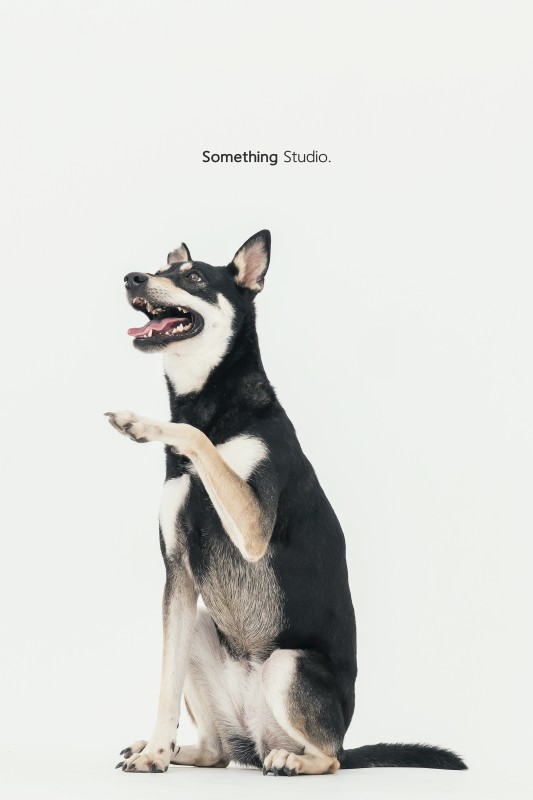 SOMETHINGSTUDIO,三牲工作室,三牲,中途攝影,寵物寫真,寵物攝影,寵物肖像,毛孩,毛孩寫真,汪星人,狗,米克斯,領養不棄養,領養代替購買