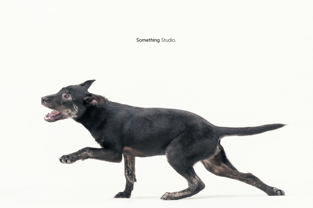 SOMETHINGSTUDIO,三牲工作室,三牲,中途攝影,寵物寫真,寵物攝影,寵物肖像,毛孩,毛孩寫真,汪星人,領養不棄養,領養代替購買