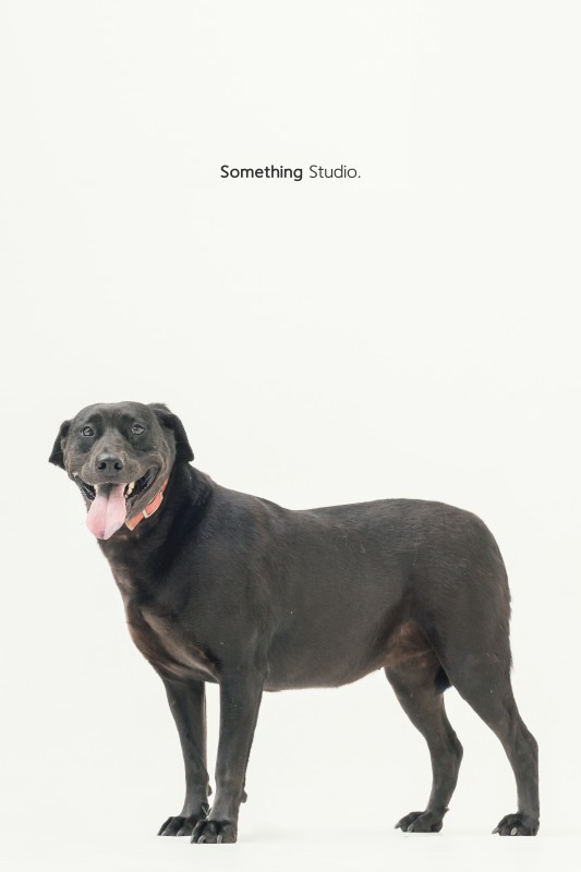 SOMETHINGSTUDIO,三牲工作室,三牲,中途攝影,寵物寫真,寵物攝影,寵物肖像,毛孩,毛孩寫真,汪星人,狗,米克斯,領養不棄養,領養代替購買