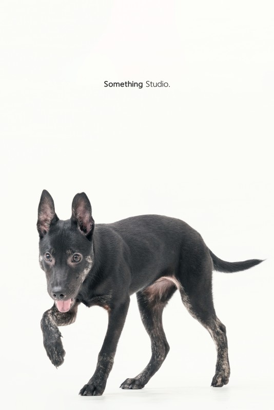 SOMETHINGSTUDIO,三牲工作室,三牲,中途攝影,寵物寫真,寵物攝影,寵物肖像,毛孩,毛孩寫真,汪星人,領養不棄養,領養代替購買