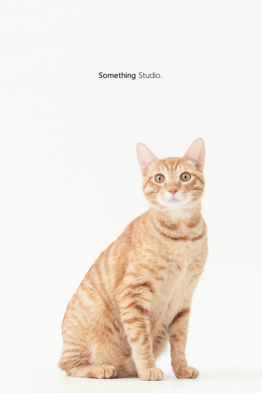 SOMETHINGSTUDIO,三牲工作室,三牲,中途攝影,寵物寫真,寵物攝影,寵物肖像,毛孩,毛孩寫真,喵星人,貓奴,貓,領養不棄養,領養代替購買