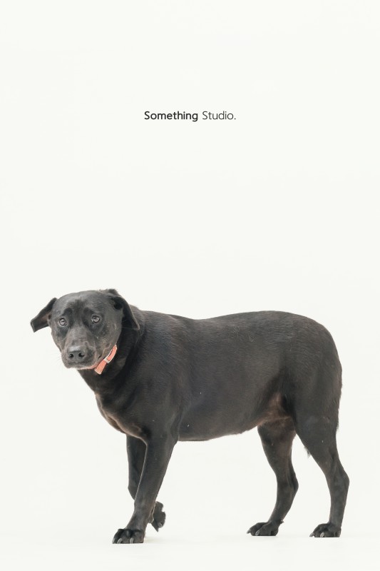 SOMETHINGSTUDIO,三牲工作室,三牲,中途攝影,寵物寫真,寵物攝影,寵物肖像,毛孩,毛孩寫真,汪星人,狗,米克斯,領養不棄養,領養代替購買
