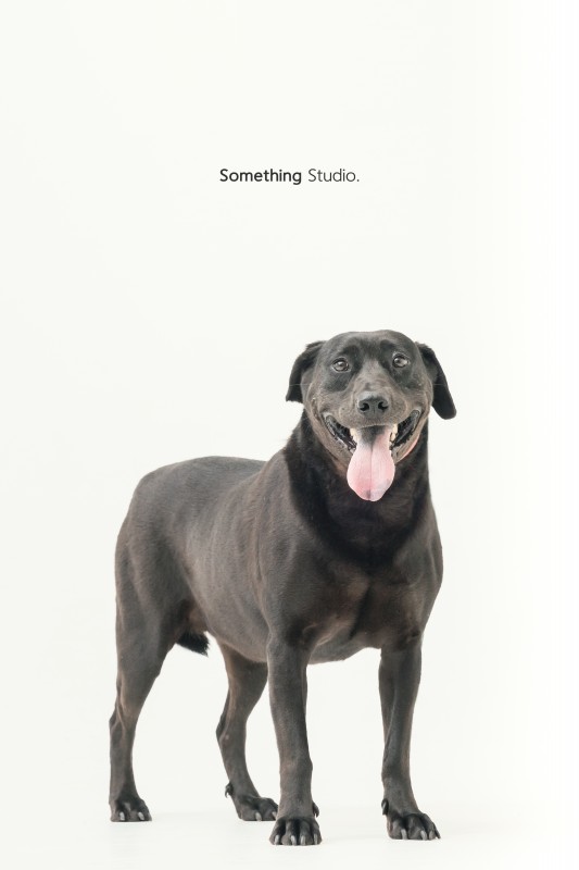 SOMETHINGSTUDIO,三牲工作室,三牲,中途攝影,寵物寫真,寵物攝影,寵物肖像,毛孩,毛孩寫真,汪星人,狗,米克斯,領養不棄養,領養代替購買