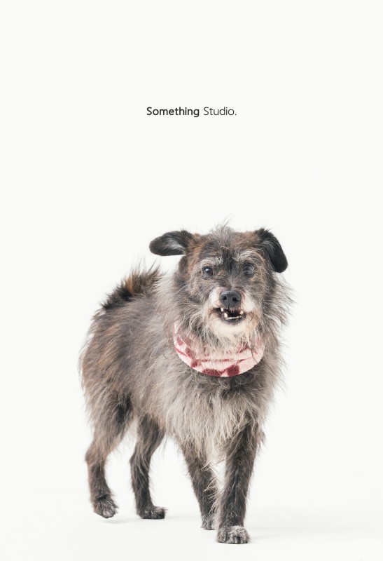 SOMETHINGSTUDIO,三牲工作室,三牲,中途攝影,寵物寫真,寵物攝影,寵物肖像,毛孩,毛孩寫真,喵星人,貓奴,貓,領養不棄養,領養代替購買