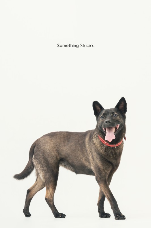 SOMETHINGSTUDIO,三牲工作室,三牲,中途攝影,寵物寫真,寵物攝影,寵物肖像,毛孩,毛孩寫真,汪星人,狗,米克斯,領養不棄養,領養代替購買