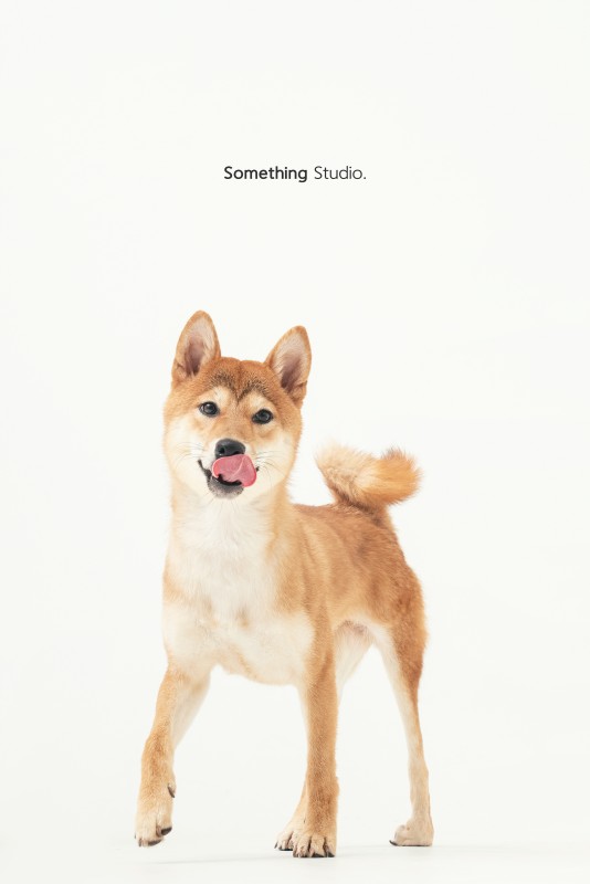 SOMETHINGSTUDIO,三牲工作室,三牲,中途攝影,寵物寫真,寵物攝影,寵物肖像,毛孩,毛孩寫真,汪星人,狗,米克斯,領養不棄養,領養代替購買
