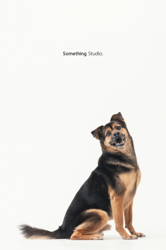 SOMETHINGSTUDIO,三牲工作室,三牲,中途攝影,寵物寫真,寵物攝影,寵物肖像,毛孩,毛孩寫真,汪星人,領養不棄養,領養代替購買,tamedfox,台灣巴克