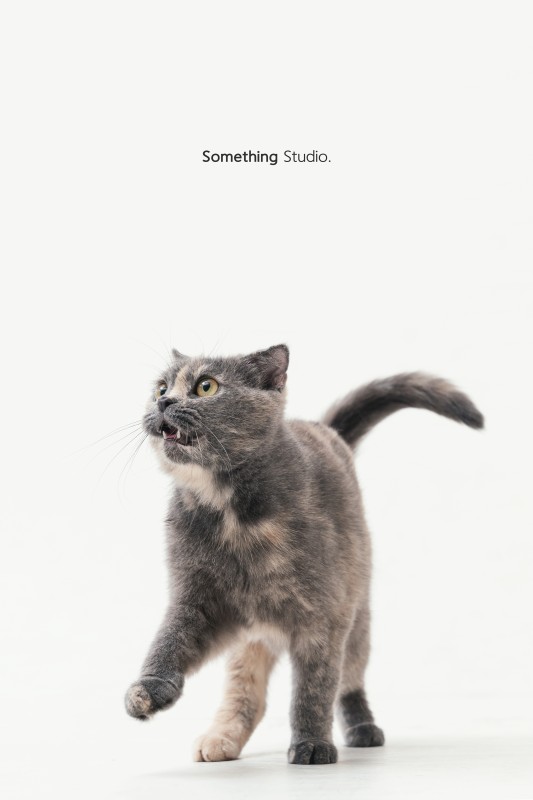 SOMETHINGSTUDIO,三牲工作室,三牲,中途攝影,寵物寫真,寵物攝影,寵物肖像,毛孩,毛孩寫真,喵星人,貓奴,貓,領養不棄養,領養代替購買