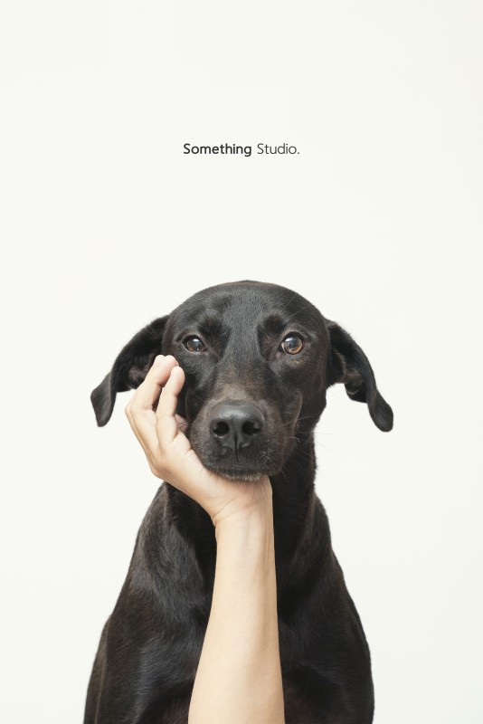SOMETHINGSTUDIO,三牲工作室,三牲,中途攝影,寵物寫真,寵物攝影,寵物肖像,毛孩,毛孩寫真,汪星人,狗,米克斯,領養不棄養,領養代替購買