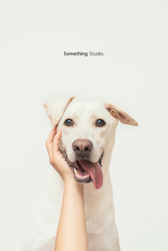SOMETHINGSTUDIO,三牲工作室,三牲,中途攝影,寵物寫真,寵物攝影,寵物肖像,毛孩,毛孩寫真,汪星人,狗,米克斯,領養不棄養,領養代替購買