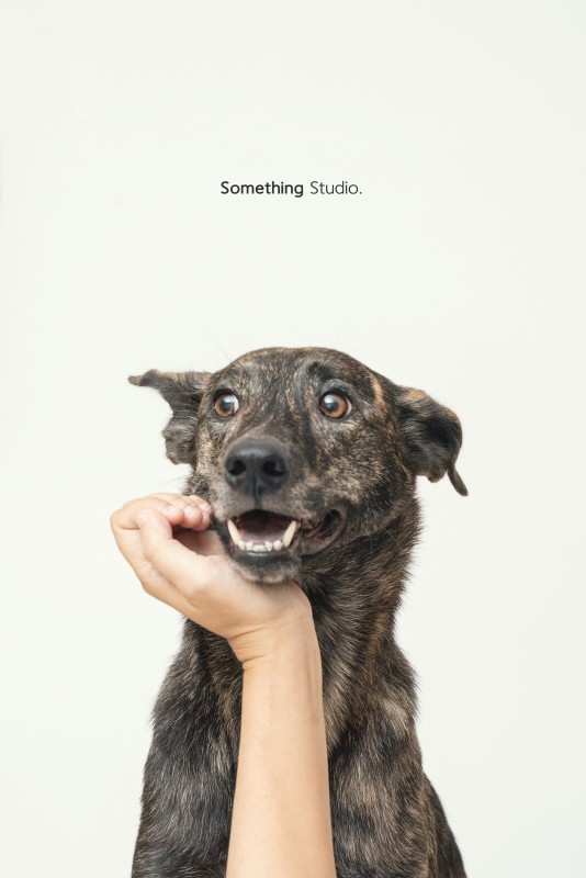 SOMETHINGSTUDIO,三牲工作室,三牲,中途攝影,寵物寫真,寵物攝影,寵物肖像,毛孩,毛孩寫真,汪星人,狗,米克斯,領養不棄養,領養代替購買