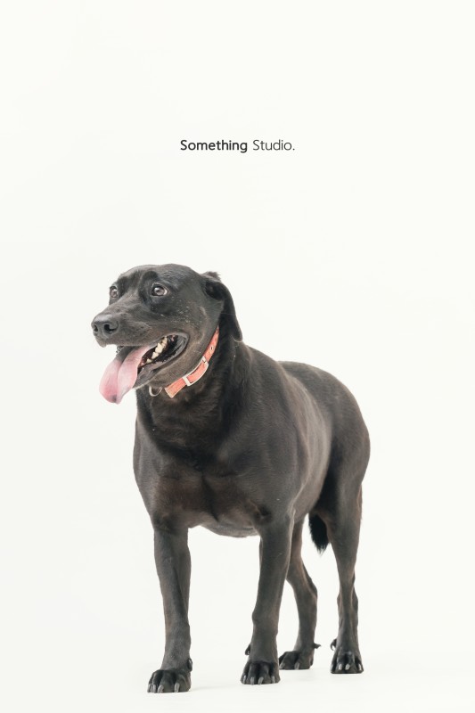SOMETHINGSTUDIO,三牲工作室,三牲,中途攝影,寵物寫真,寵物攝影,寵物肖像,毛孩,毛孩寫真,汪星人,狗,米克斯,領養不棄養,領養代替購買