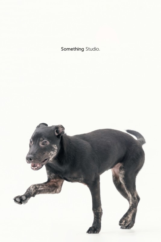 SOMETHINGSTUDIO,三牲工作室,三牲,中途攝影,寵物寫真,寵物攝影,寵物肖像,毛孩,毛孩寫真,汪星人,領養不棄養,領養代替購買