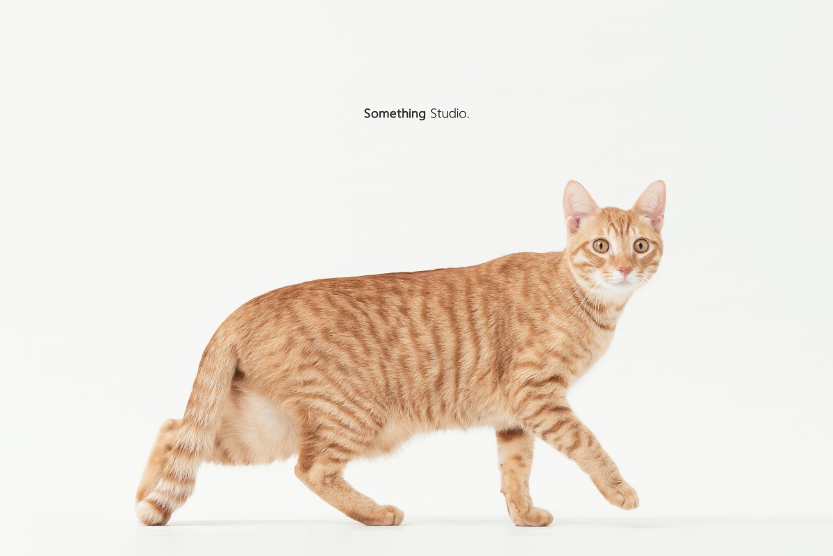 SOMETHINGSTUDIO,三牲工作室,三牲,中途攝影,寵物寫真,寵物攝影,寵物肖像,毛孩,毛孩寫真,喵星人,貓奴,貓,領養不棄養,領養代替購買