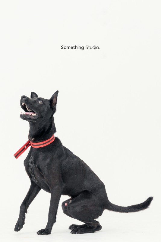 SOMETHINGSTUDIO,三牲工作室,三牲,中途攝影,寵物寫真,寵物攝影,寵物肖像,毛孩,毛孩寫真,汪星人,領養不棄養,領養代替購買