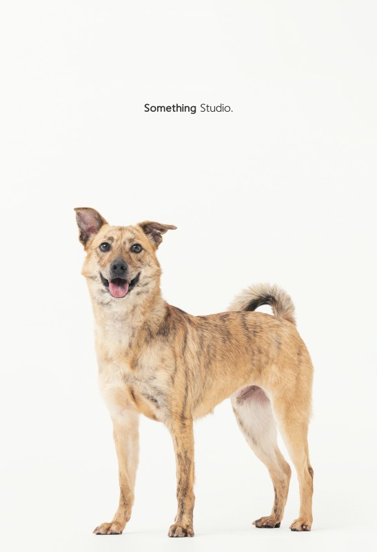 SOMETHINGSTUDIO,三牲工作室,三牲,中途攝影,寵物寫真,寵物攝影,寵物肖像,毛孩,毛孩寫真,汪星人,狗,米克斯,領養不棄養,領養代替購買