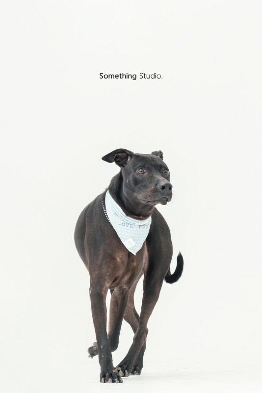 SOMETHINGSTUDIO,三牲工作室,三牲,中途攝影,寵物寫真,寵物攝影,寵物肖像,毛孩,毛孩寫真,汪星人,狗,米克斯,領養不棄養,領養代替購買