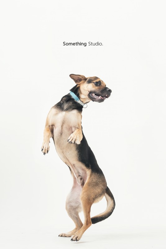 SOMETHINGSTUDIO,三牲工作室,三牲,中途攝影,寵物寫真,寵物攝影,寵物肖像,毛孩,毛孩寫真,汪星人,領養不棄養,領養代替購買,