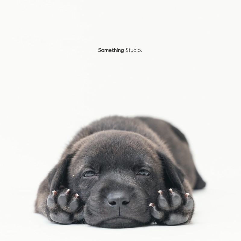 SOMETHINGSTUDIO,三牲工作室,三牲,中途攝影,寵物寫真,寵物攝影,寵物肖像,毛孩,毛孩寫真,汪星人,狗,米克斯,領養不棄養,領養代替購買