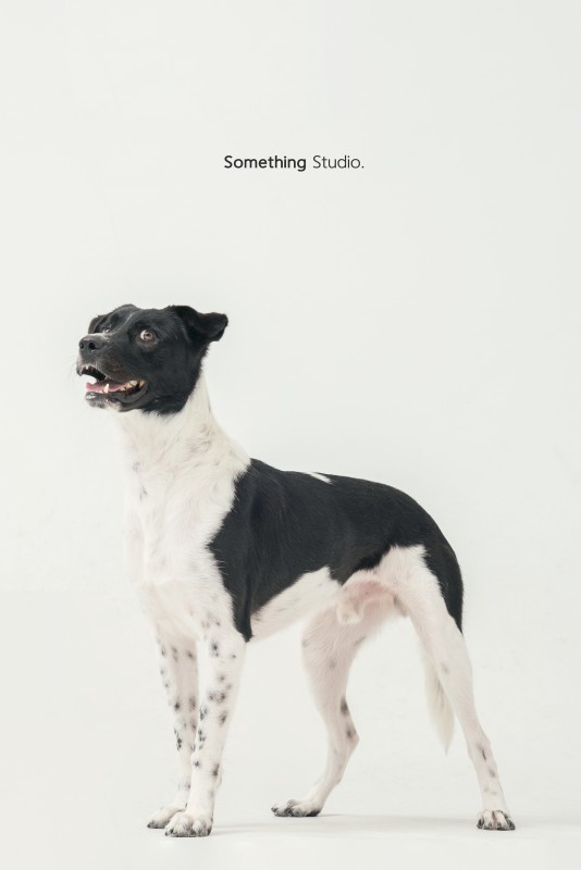 SOMETHINGSTUDIO,三牲工作室,三牲,中途攝影,寵物寫真,寵物攝影,寵物肖像,毛孩,毛孩寫真,汪星人,狗,米克斯,領養不棄養,領養代替購買