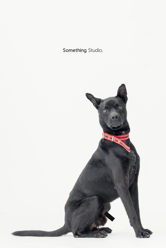 SOMETHINGSTUDIO,三牲工作室,三牲,中途攝影,寵物寫真,寵物攝影,寵物肖像,毛孩,毛孩寫真,汪星人,領養不棄養,領養代替購買