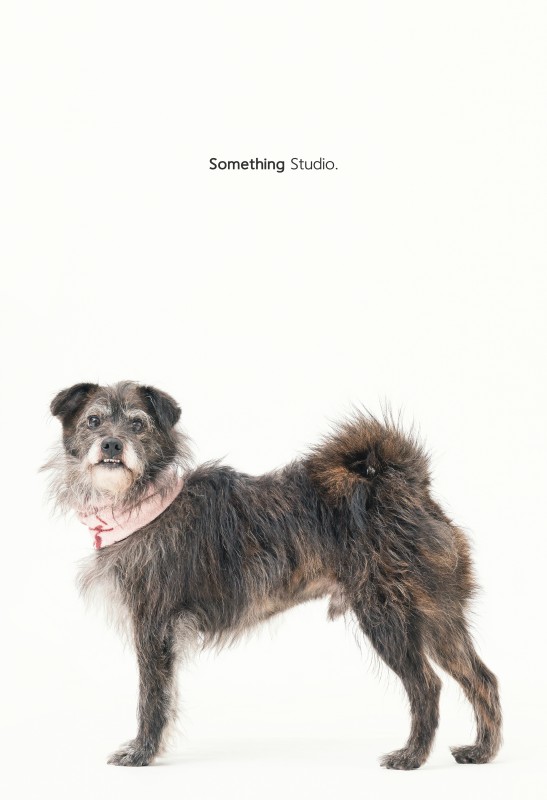 SOMETHINGSTUDIO,三牲工作室,三牲,中途攝影,寵物寫真,寵物攝影,寵物肖像,毛孩,毛孩寫真,喵星人,貓奴,貓,領養不棄養,領養代替購買