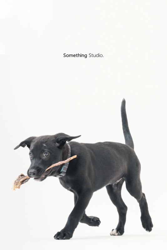 SOMETHINGSTUDIO,三牲工作室,三牲,中途攝影,寵物寫真,寵物攝影,寵物肖像,毛孩,毛孩寫真,汪星人,狗,米克斯,領養不棄養,領養代替購買