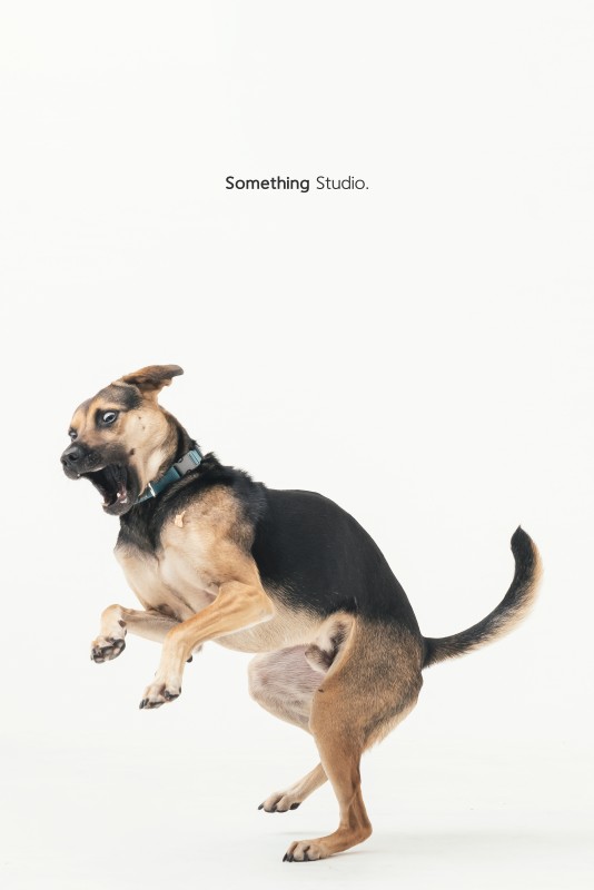 SOMETHINGSTUDIO,三牲工作室,三牲,中途攝影,寵物寫真,寵物攝影,寵物肖像,毛孩,毛孩寫真,汪星人,領養不棄養,領養代替購買,