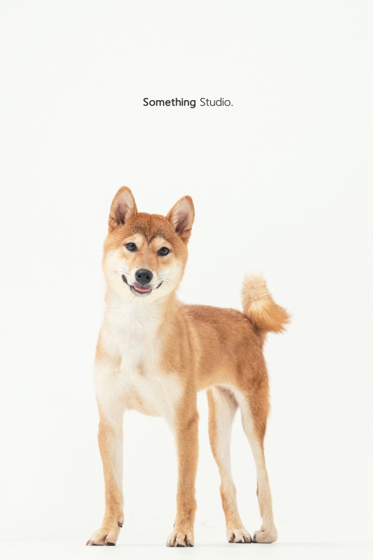 SOMETHINGSTUDIO,三牲工作室,三牲,中途攝影,寵物寫真,寵物攝影,寵物肖像,毛孩,毛孩寫真,汪星人,狗,米克斯,領養不棄養,領養代替購買