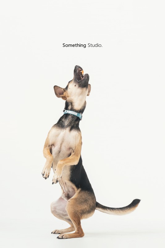 SOMETHINGSTUDIO,三牲工作室,三牲,中途攝影,寵物寫真,寵物攝影,寵物肖像,毛孩,毛孩寫真,汪星人,領養不棄養,領養代替購買,