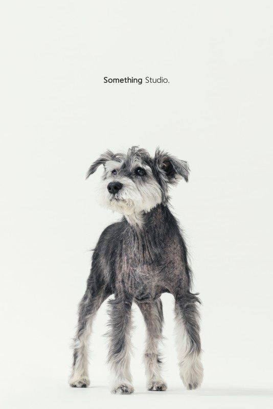 SOMETHINGSTUDIO,三牲工作室,三牲,中途攝影,寵物寫真,寵物攝影,寵物肖像,毛孩,毛孩寫真,喵星人,貓奴,貓,領養不棄養,領養代替購買