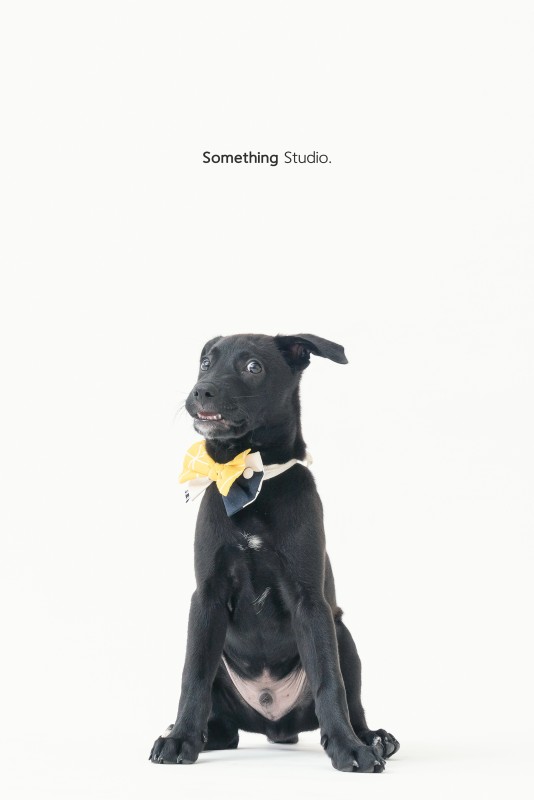 SOMETHINGSTUDIO,三牲工作室,三牲,中途攝影,寵物寫真,寵物攝影,寵物肖像,毛孩,毛孩寫真,汪星人,狗,米克斯,領養不棄養,領養代替購買