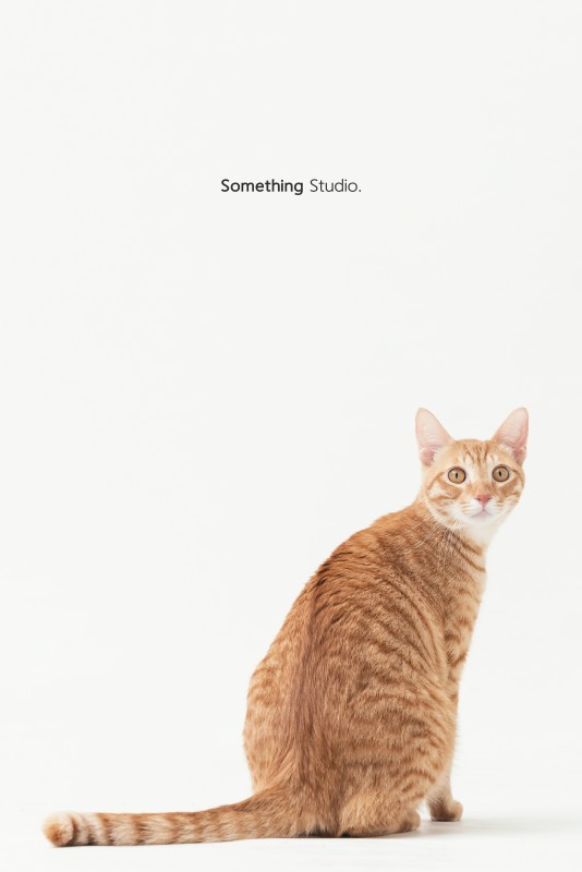 SOMETHINGSTUDIO,三牲工作室,三牲,中途攝影,寵物寫真,寵物攝影,寵物肖像,毛孩,毛孩寫真,喵星人,貓奴,貓,領養不棄養,領養代替購買