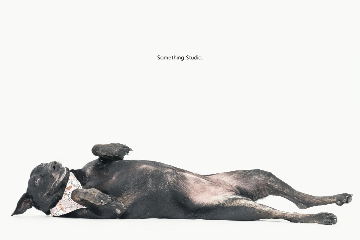 SOMETHINGSTUDIO,三牲工作室,三牲,中途攝影,寵物寫真,寵物攝影,寵物肖像,毛孩,毛孩寫真,汪星人,狗,米克斯,領養不棄養,領養代替購買