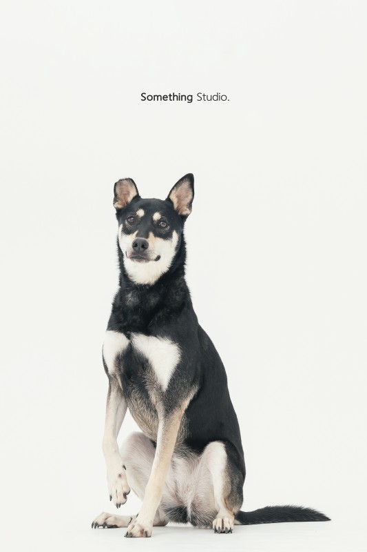 SOMETHINGSTUDIO,三牲工作室,三牲,中途攝影,寵物寫真,寵物攝影,寵物肖像,毛孩,毛孩寫真,汪星人,狗,米克斯,領養不棄養,領養代替購買