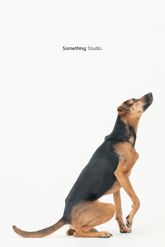 SOMETHINGSTUDIO,三牲工作室,三牲,中途攝影,寵物寫真,寵物攝影,寵物肖像,毛孩,毛孩寫真,汪星人,狗,米克斯,領養不棄養,領養代替購買