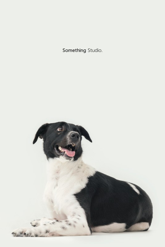 SOMETHINGSTUDIO,三牲工作室,三牲,中途攝影,寵物寫真,寵物攝影,寵物肖像,毛孩,毛孩寫真,汪星人,狗,米克斯,領養不棄養,領養代替購買