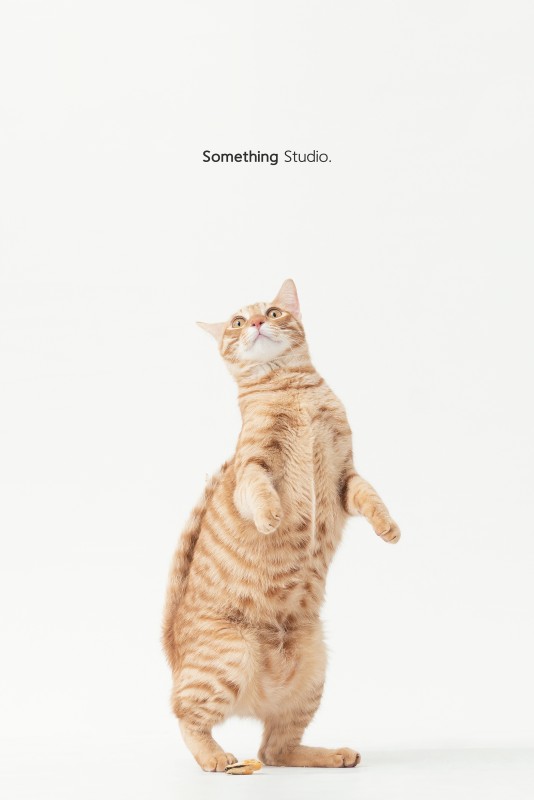 SOMETHINGSTUDIO,三牲工作室,三牲,中途攝影,寵物寫真,寵物攝影,寵物肖像,毛孩,毛孩寫真,喵星人,貓奴,貓,領養不棄養,領養代替購買